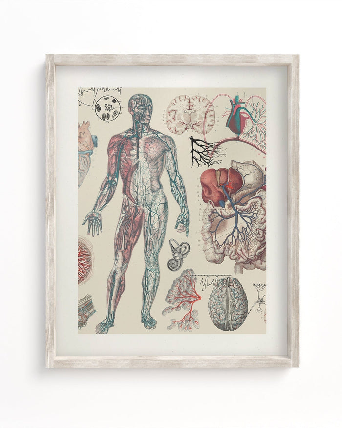 Vascular Museum Print Cognitive Surplus