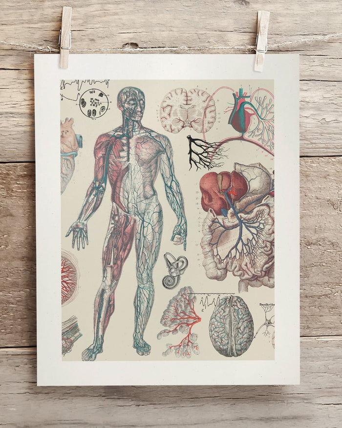 Vascular Museum Print Cognitive Surplus