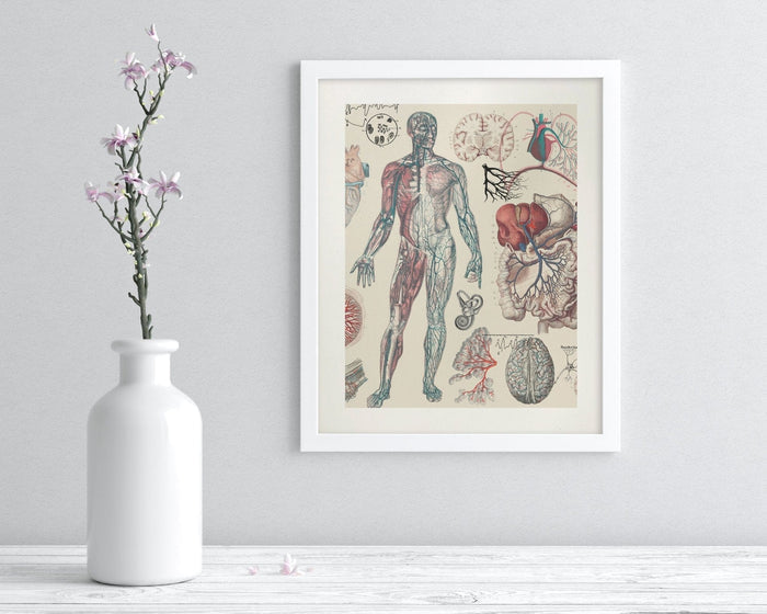 Vascular Museum Print Cognitive Surplus