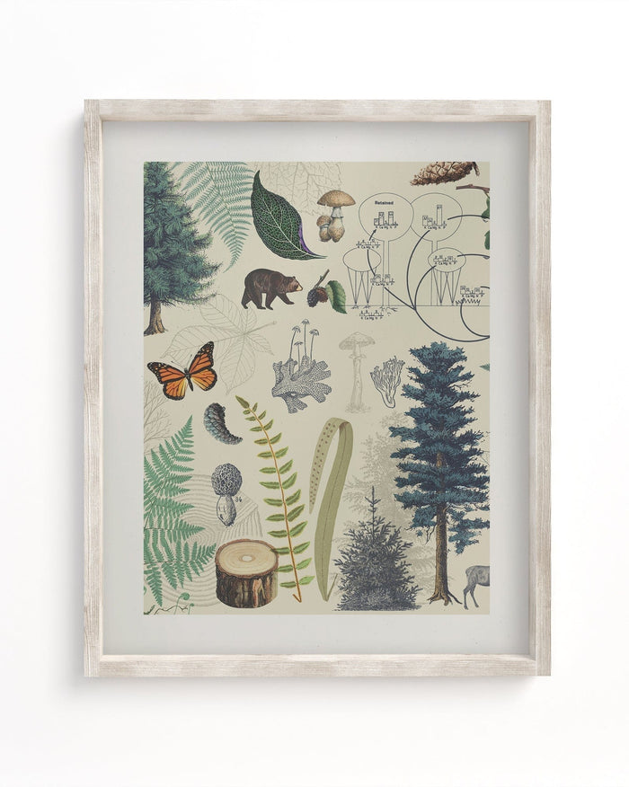 Woodland Forest Plate 2 Museum Print Cognitive Surplus