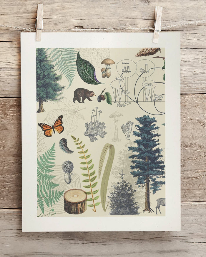 Woodland Forest Plate 2 Museum Print Cognitive Surplus
